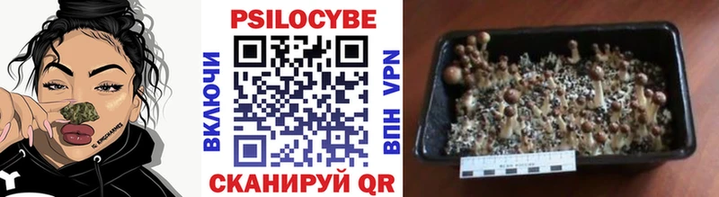 закладка  мега tor  Галлюциногенные грибы Psilocybe  Оханск 